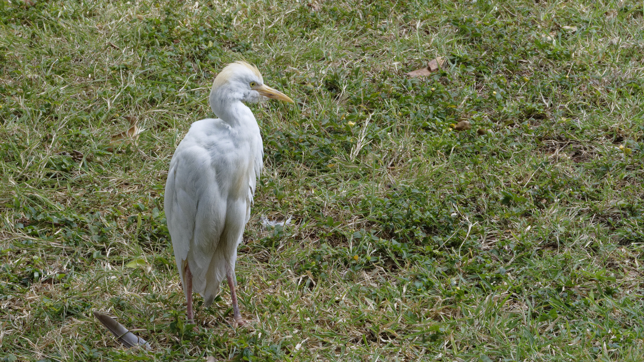20190204-135629••Basseterre•Saint George Basseterre•St Kitts and Nevis
